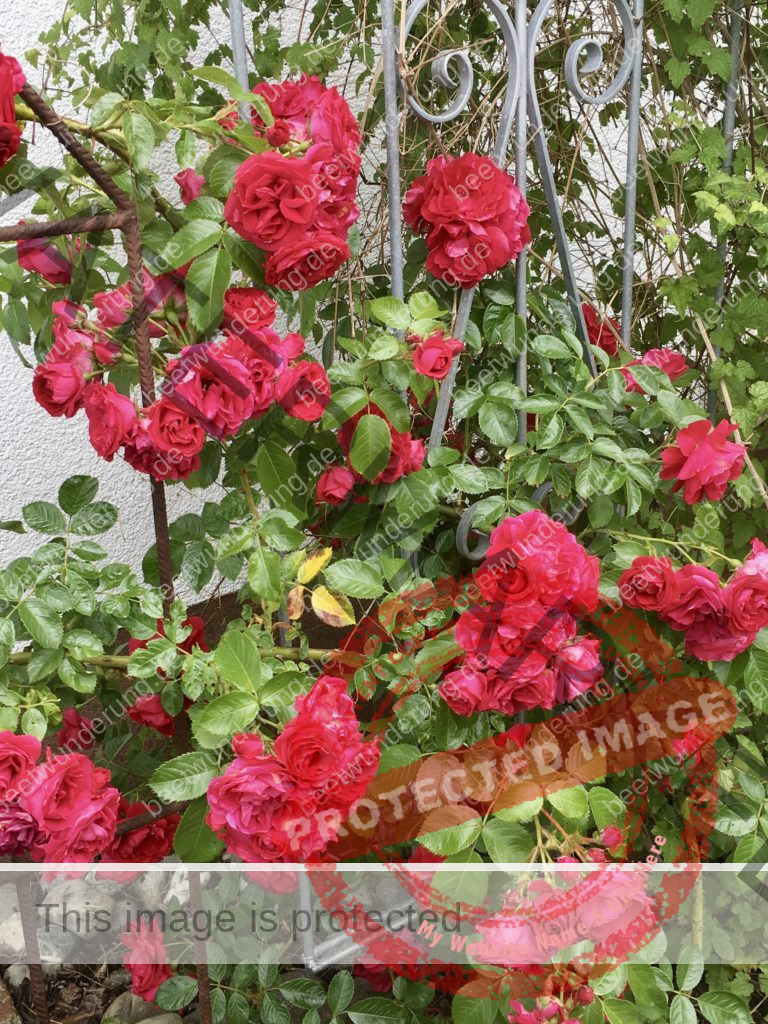 Anni & Manfred Garten Rosen Rot