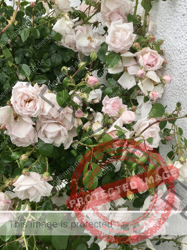 Anni & Manfred Garten Rosen Rosa