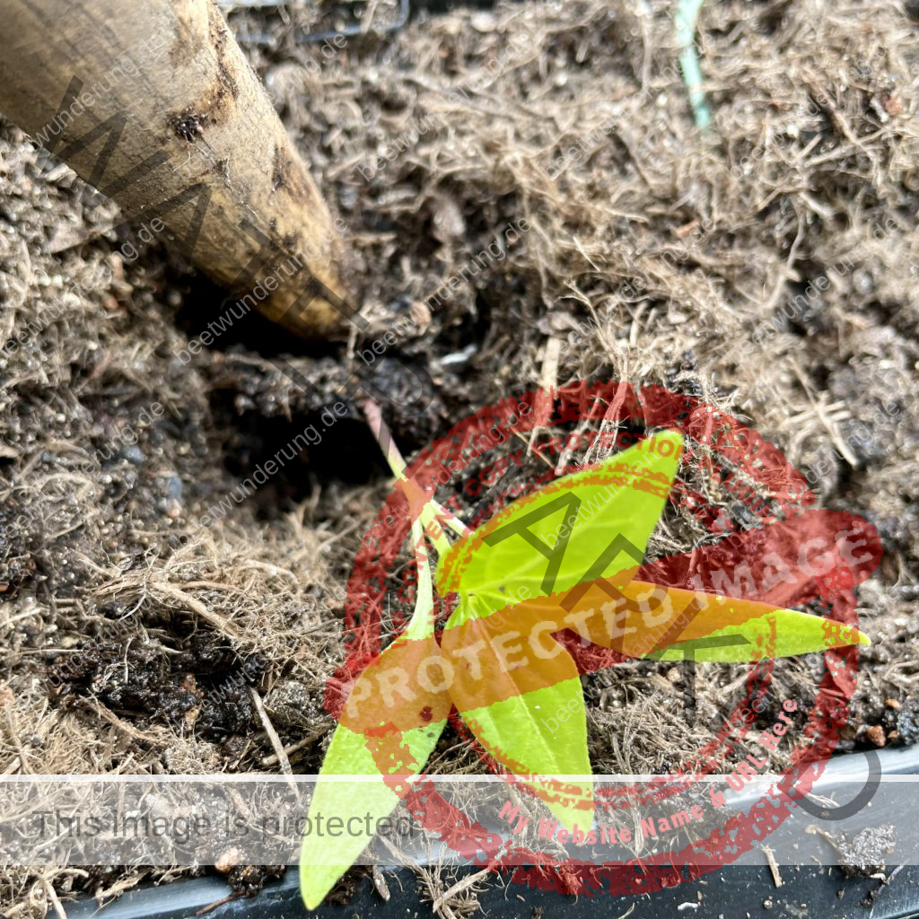 Aussaat
pikieren
Anbau
anbauen
Blume
Gemüse
Staude
Sven Beck
Gartenblog
beetwunderung.de
Buch "Blüh auf!"
Sämling
Jungpflanze