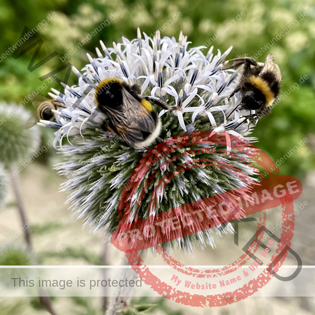 Hitze
Hitzetipps
Pflanzen
hängende Blätter
gießen
Molchen
Klima
Klimagerecht
Klimawandel
Klimapflanze
garten
Trockenheit
trockenheitsresistent
Wasser sparen
Gartentipp
beetwunderung
Blüh auf
Sven Beck
Kugeldistel
Hummel