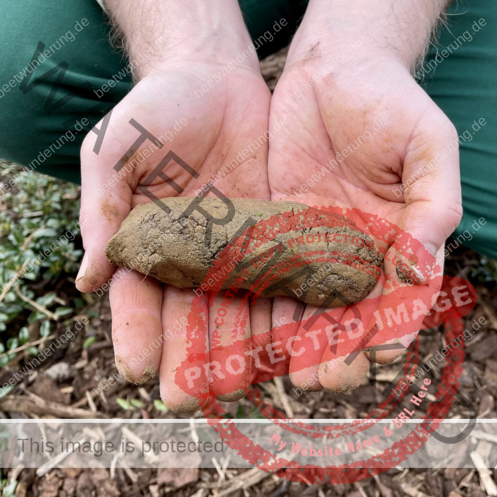 Hitze
Hitzetipps
Pflanzen
hängende Blätter
gießen
Molchen
Klima
Klimagerecht
Klimawandel
Klimapflanze
garten
Trockenheit
trockenheitsresistent
Wasser sparen
Gartentipp
beetwunderung
Blüh auf
Sven Beck
Erde
Boden
lehmig