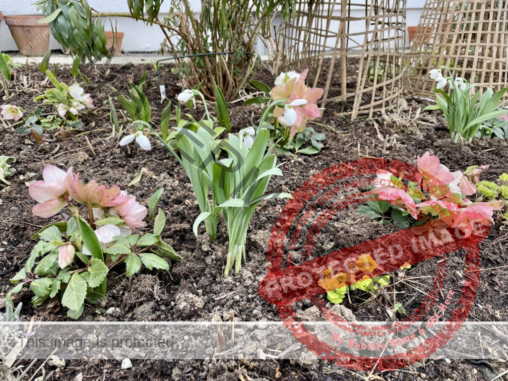 Hitze
Hitzetipps
Pflanzen
hängende Blätter
gießen
Molchen
Klima
Klimagerecht
Klimawandel
Klimapflanze
garten
Trockenheit
trockenheitsresistent
Wasser sparen
Gartentipp
beetwunderung
Blüh auf
Sven Beck
Molchen
Christrose
Frühling