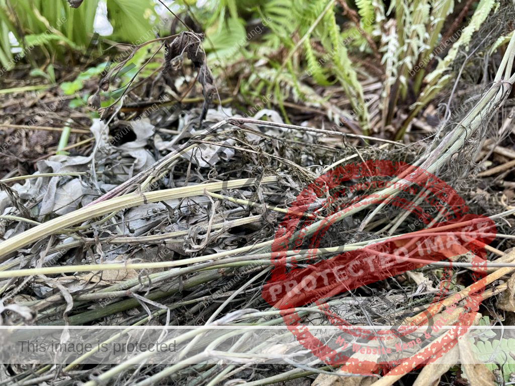 Hitze
Hitzetipps
Pflanzen
hängende Blätter
gießen
Molchen
Klima
Klimagerecht
Klimawandel
Klimapflanze
garten
Trockenheit
trockenheitsresistent
Wasser sparen
Gartentipp
beetwunderung
Blüh auf
Sven Beck
horizontale Kompostierung