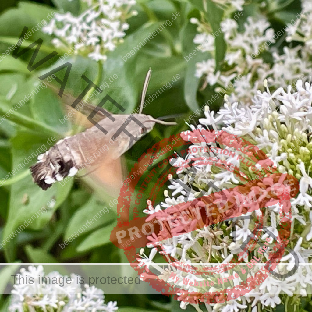 Hitze
Hitzetipps
Pflanzen
hängende Blätter
gießen
Molchen
Klima
Klimagerecht
Klimawandel
Klimapflanze
garten
Trockenheit
trockenheitsresistent
Wasser sparen
Gartentipp
beetwunderung
Blüh auf
Sven Beck
Spornblume
Falter