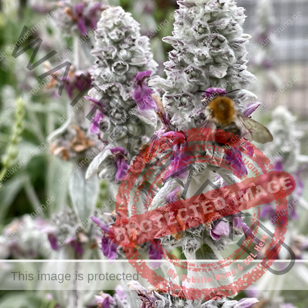 Hitze
Hitzetipps
Pflanzen
hängende Blätter
gießen
Molchen
Klima
Klimagerecht
Klimawandel
Klimapflanze
garten
Trockenheit
trockenheitsresistent
Wasser sparen
Gartentipp
beetwunderung
Blüh auf
Sven Beck
Vollziehst
Hummel