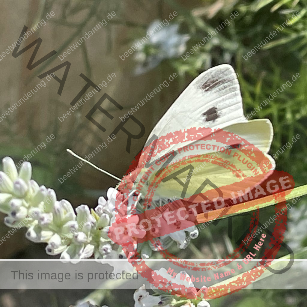 Hitze
Hitzetipps
Pflanzen
hängende Blätter
gießen
Molchen
Klima
Klimagerecht
Klimawandel
Klimapflanze
garten
Trockenheit
trockenheitsresistent
Wasser sparen
Gartentipp
beetwunderung
Blüh auf
Sven Beck
Lavendel
Schmetterling
