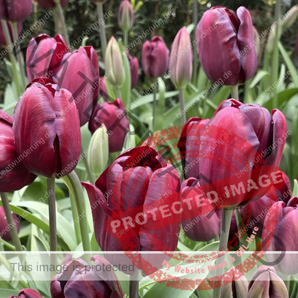 Tulpe: Queen of night