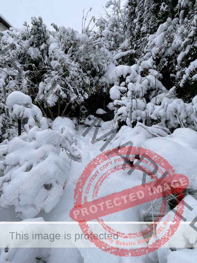 Weißer Garten
Beetwunderung
Winter
Schnee
Struktur