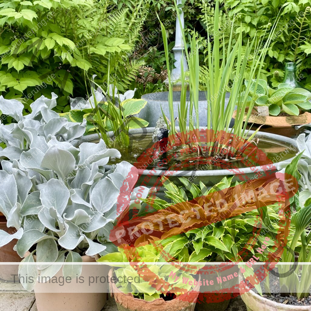 Miniteich
Weißer Garten
Beetwunderung