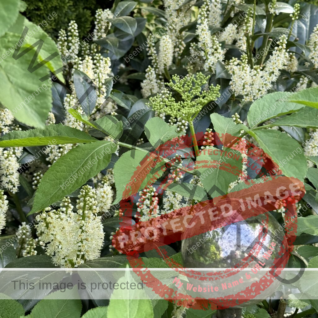 Weißer Garten
Beetwunderung
Sommer
Hortensie
Gewächshaus
