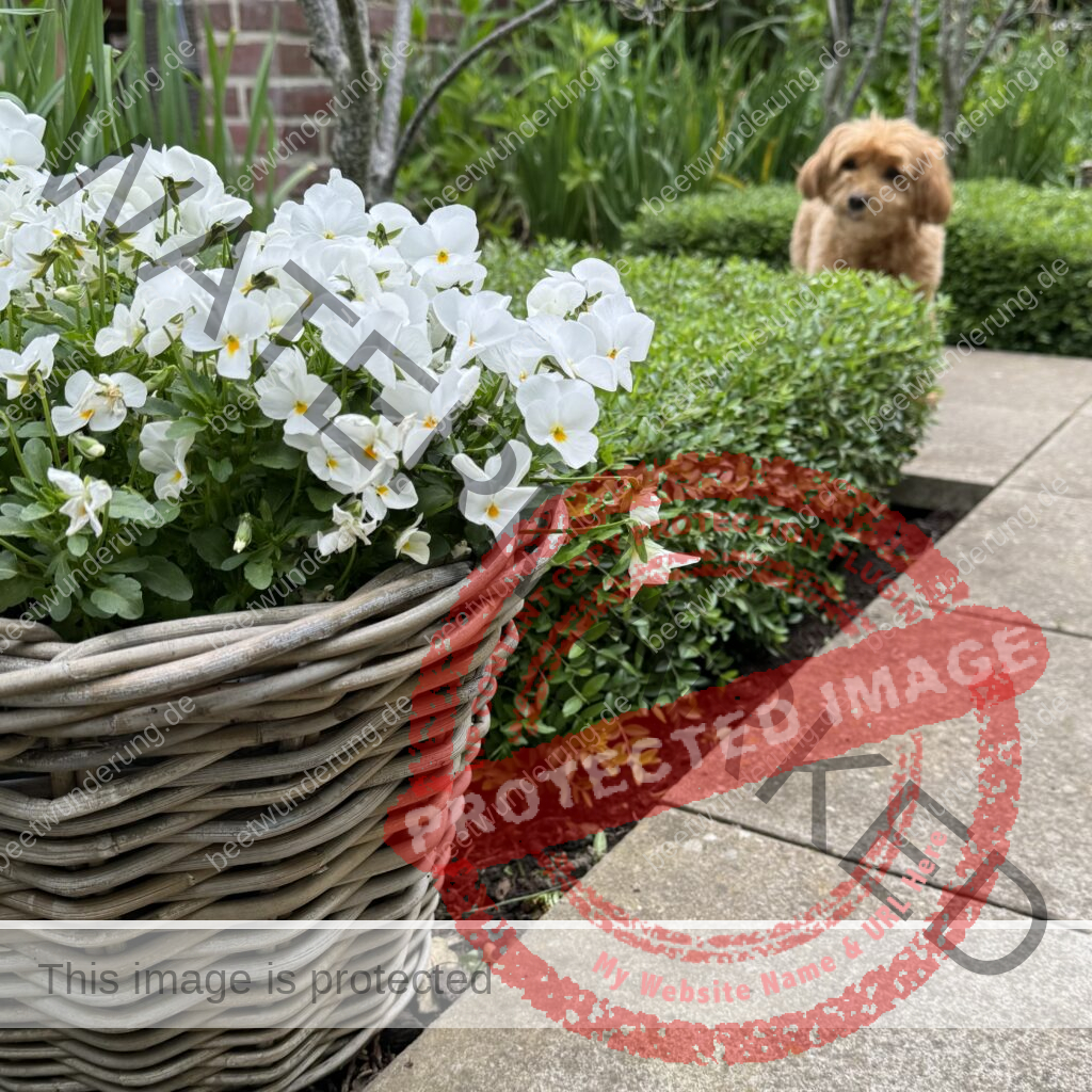 Weißer Garten
Beetwunderung
Sommer
Hortensie
Gewächshaus