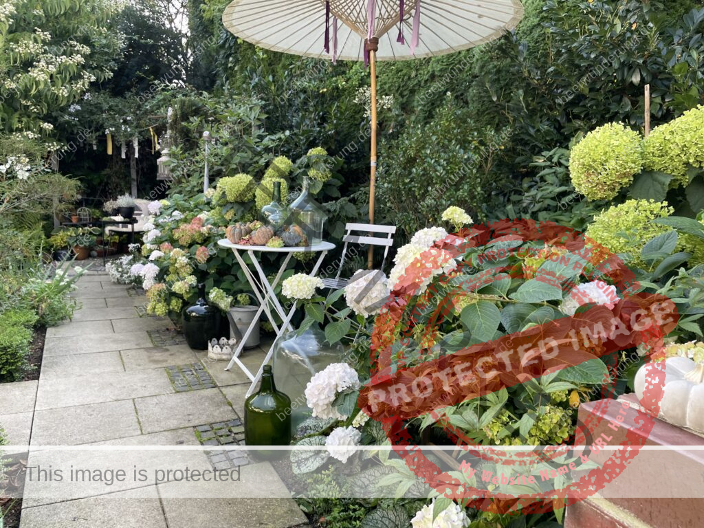 Weißer Garten
Beetwunderung
Sommer
Hortensie
Sitzplatz
