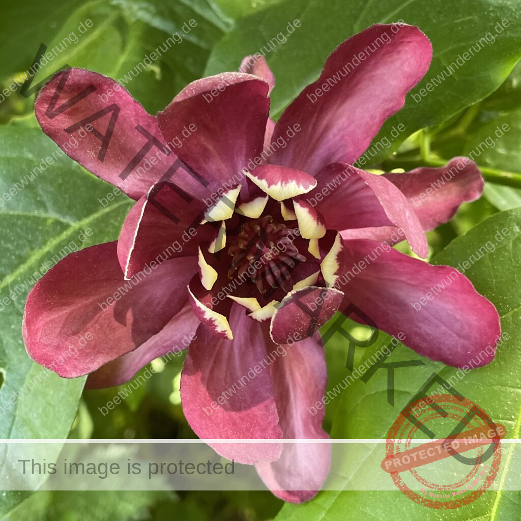 Gewürzstrauch (Sinocalycanthus x calycanthus raulstonii)
Hartlage Wine
beetwunderung
Sven Beck
klima
klimafreundlich
Strauch
Duftstrauch
Blüte