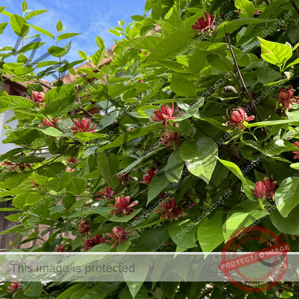 Gewürzstrauch (Sinocalycanthus x calycanthus raulstonii)
Hartlage Wine
beetwunderung
Sven Beck
klima
klimafreundlich
Strauch
Duftstrauch
Blüte