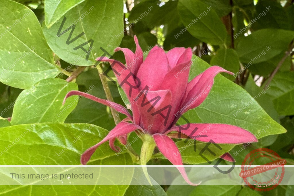 Gewürzstrauch (Sinocalycanthus x calycanthus raulstonii)
Hartlage Wine
beetwunderung
Sven Beck
klima
klimafreundlich
Strauch
Duftstrauch
Blüte