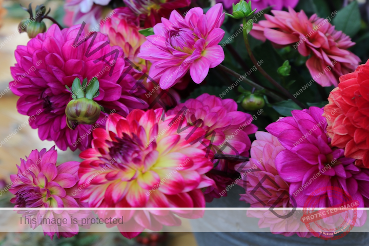 Herbst
Cottage Garten
Herbstdekoration
Herbstdeko
Herbstpflanzen
Stauden
Dekoration
Tischdekoration
Sarah Stiller
mycottagegarten.de
beetwunderung.de
Sven Beck
Blüh auf
Buch
Hagebutte
Dahlie
Rose
Garten
Gartenblog