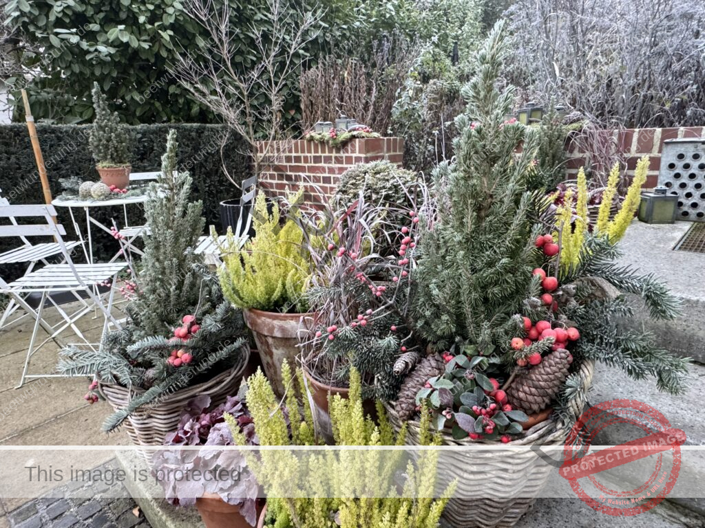 Winter
Weihnachten
Garten
Staudengarten
Gartenblog
Gedicht
Poesie
Mein Garten voller Poesie
Barbara von Kalm
Sven Beck
Frost
Dekoration
beetwunderung.de
Blüh auf! Buch