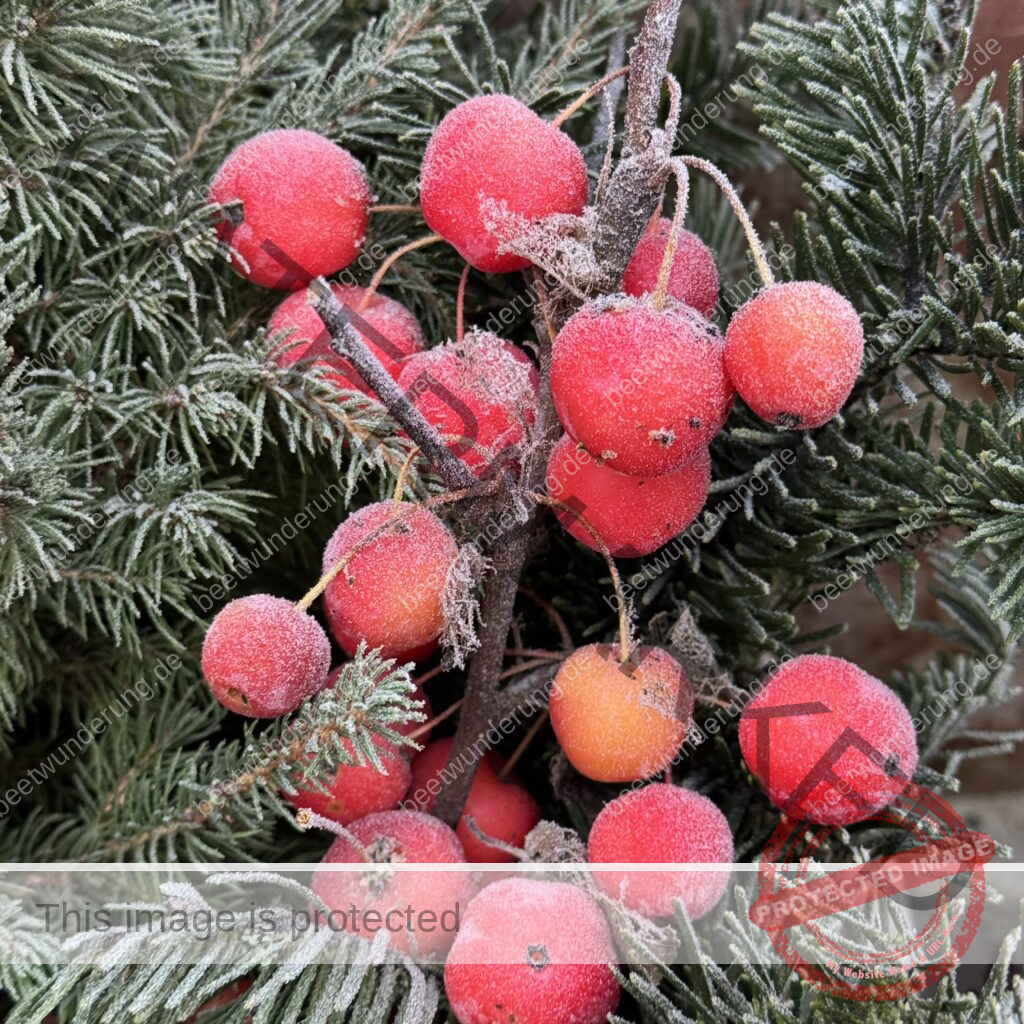 Winter
Weihnachten
Garten
Staudengarten
Gartenblog
Gedicht
Poesie
Mein Garten voller Poesie
Barbara von Kalm
Sven Beck
Frost
Dekoration
beetwunderung.de
Blüh auf! Buch