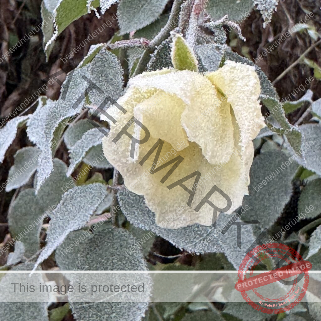 Winter
Weihnachten
Garten
Staudengarten
Gartenblog
Gedicht
Poesie
Mein Garten voller Poesie
Barbara von Kalm
Sven Beck
Frost
Dekoration
beetwunderung.de
Blüh auf! Buch