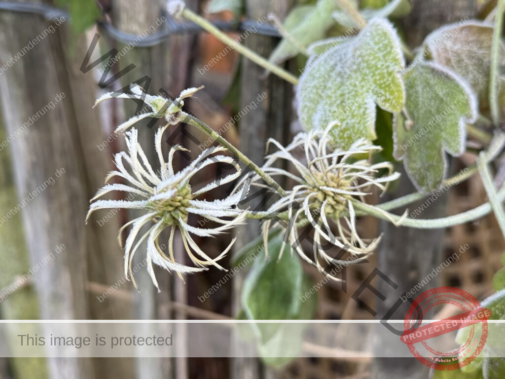 Winter
Weihnachten
Garten
Staudengarten
Gartenblog
Gedicht
Poesie
Mein Garten voller Poesie
Barbara von Kalm
Sven Beck
Frost
Dekoration
beetwunderung.de
Blüh auf! Buch