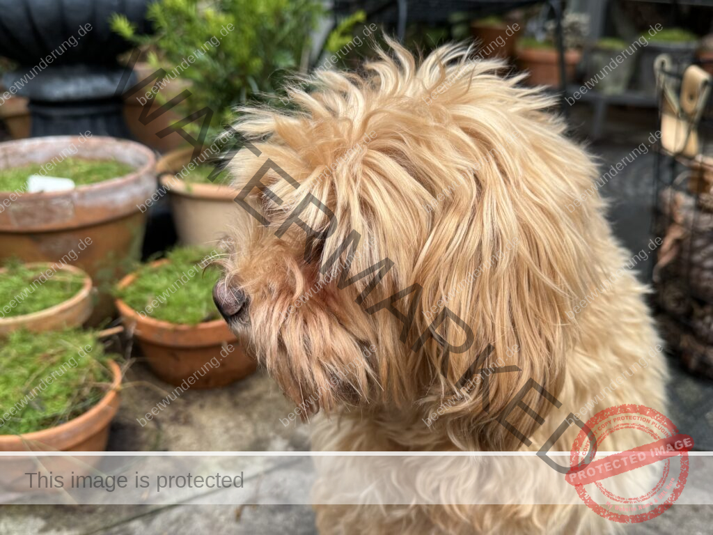 Winter
Weihnachten
Garten
Staudengarten
Gartenblog
Gedicht
Poesie
Mein Garten voller Poesie
Barbara von Kalm
Sven Beck
Frost
Dekoration
beetwunderung.de
Blüh auf! Buch