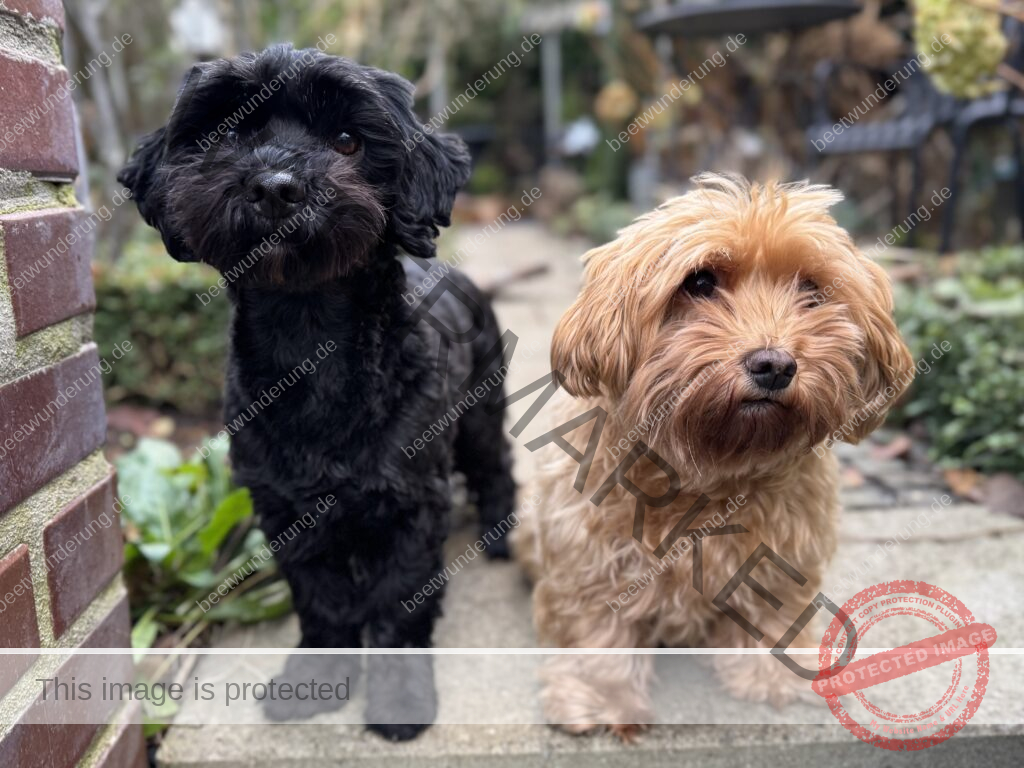 Winter
Weihnachten
Garten
Staudengarten
Gartenblog
Gedicht
Poesie
Mein Garten voller Poesie
Barbara von Kalm
Sven Beck
Frost
Dekoration
beetwunderung.de
Blüh auf! Buch
Havanneser
Hund