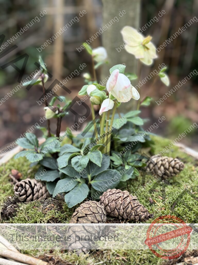 Winter
Weihnachten
Garten
Staudengarten
Gartenblog
Gedicht
Poesie
Mein Garten voller Poesie
Barbara von Kalm
Sven Beck
Frost
Dekoration
beetwunderung.de
Blüh auf! Buch