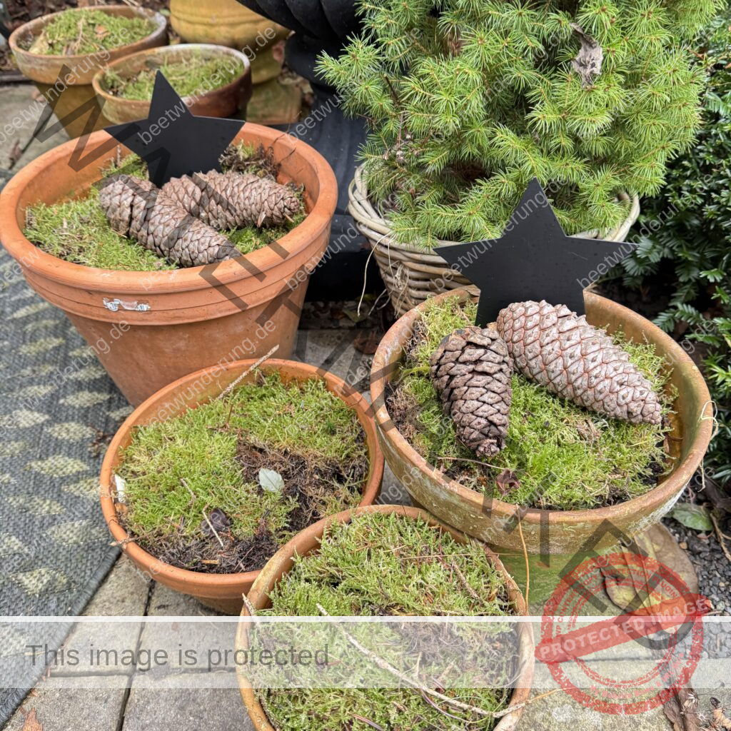 Winter
Weihnachten
Garten
Staudengarten
Gartenblog
Gedicht
Poesie
Mein Garten voller Poesie
Barbara von Kalm
Sven Beck
Frost
Dekoration
beetwunderung.de
Blüh auf! Buch