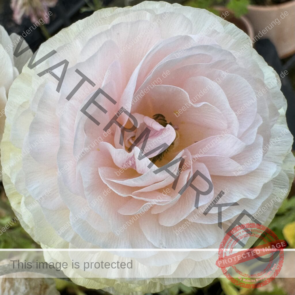 Ranunkel
Ranunculus
Anbau
Anzucht
Anpflanzen
Blume
Blüte
Frühling
Knolle
Ranunkelkralle
Blumenstrauß
Slow Flowers
beetwunderung.de
Sven Beck
Garten
Gartenblog
Topfpflanze
Frühlingsblüher
Buch Blüh auf!
EMF Verlag