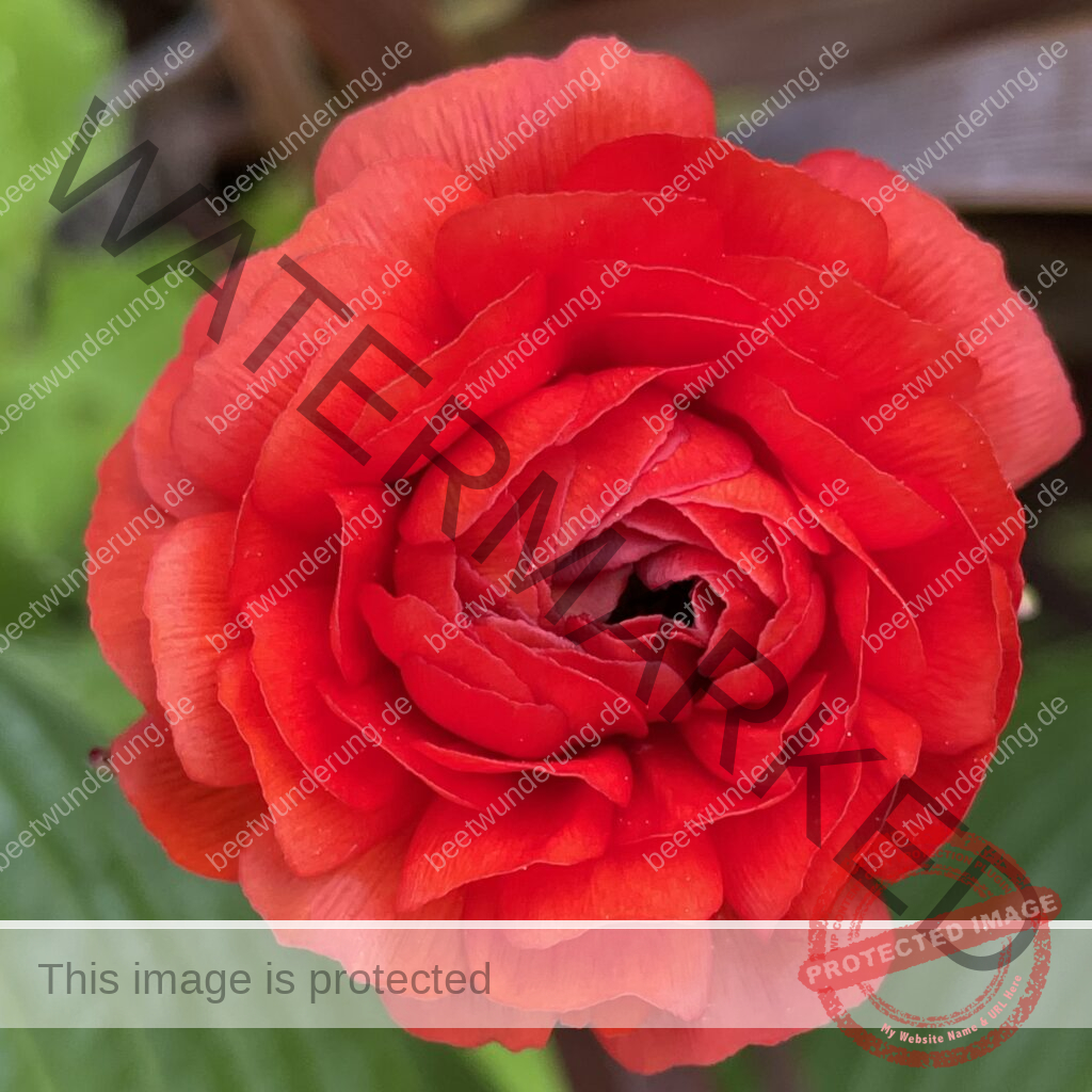 Ranunkel
Ranunculus
Anbau
Anzucht
Anpflanzen
Blume
Blüte
Frühling
Knolle
Ranunkelkralle
Blumenstrauß
Slow Flowers
beetwunderung.de
Sven Beck
Garten
Gartenblog
Topfpflanze
Frühlingsblüher
Buch Blüh auf!
EMF Verlag