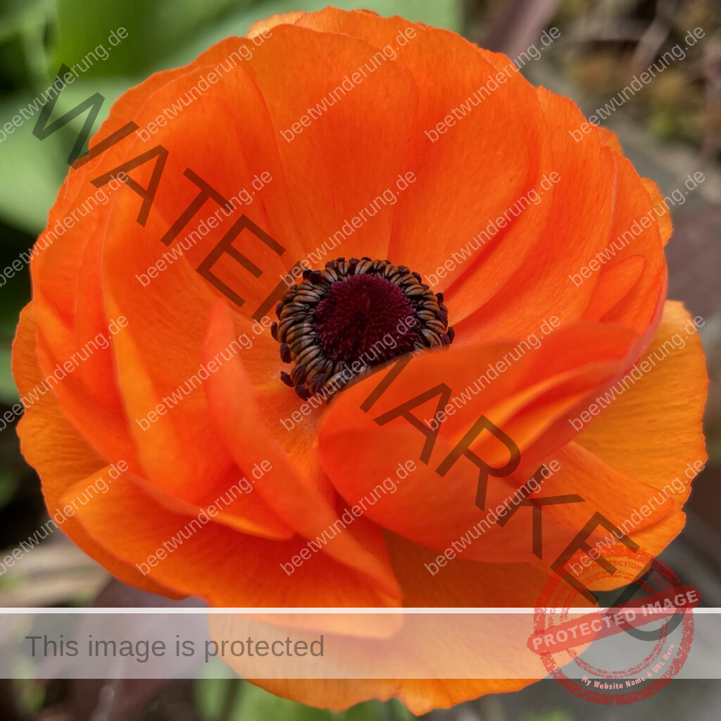 Ranunkel
Ranunculus
Anbau
Anzucht
Anpflanzen
Blume
Blüte
Frühling
Knolle
Ranunkelkralle
Blumenstrauß
Slow Flowers
beetwunderung.de
Sven Beck
Garten
Gartenblog
Topfpflanze
Frühlingsblüher
Buch Blüh auf!
EMF Verlag
