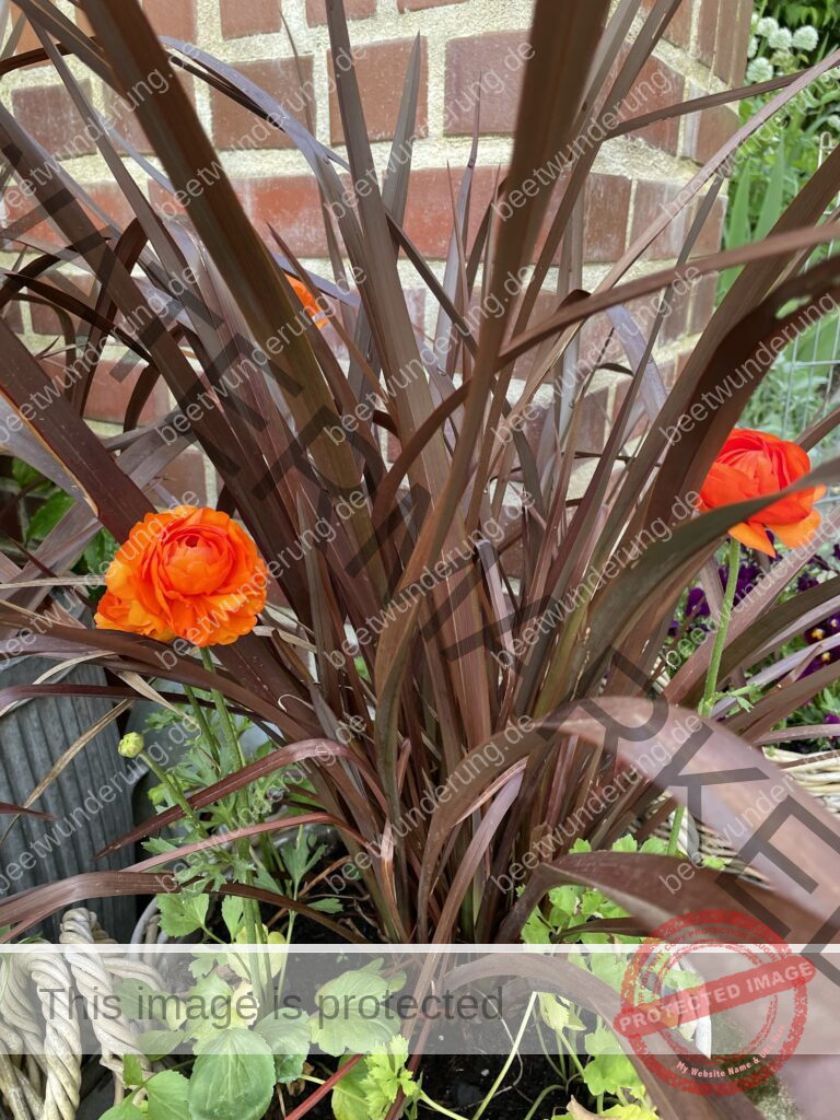 Ranunkel
Ranunculus
Anbau
Anzucht
Anpflanzen
Blume
Blüte
Frühling
Knolle
Ranunkelkralle
Blumenstrauß
Slow Flowers
beetwunderung.de
Sven Beck
Garten
Gartenblog
Topfpflanze
Frühlingsblüher
Buch Blüh auf!
EMF Verlag