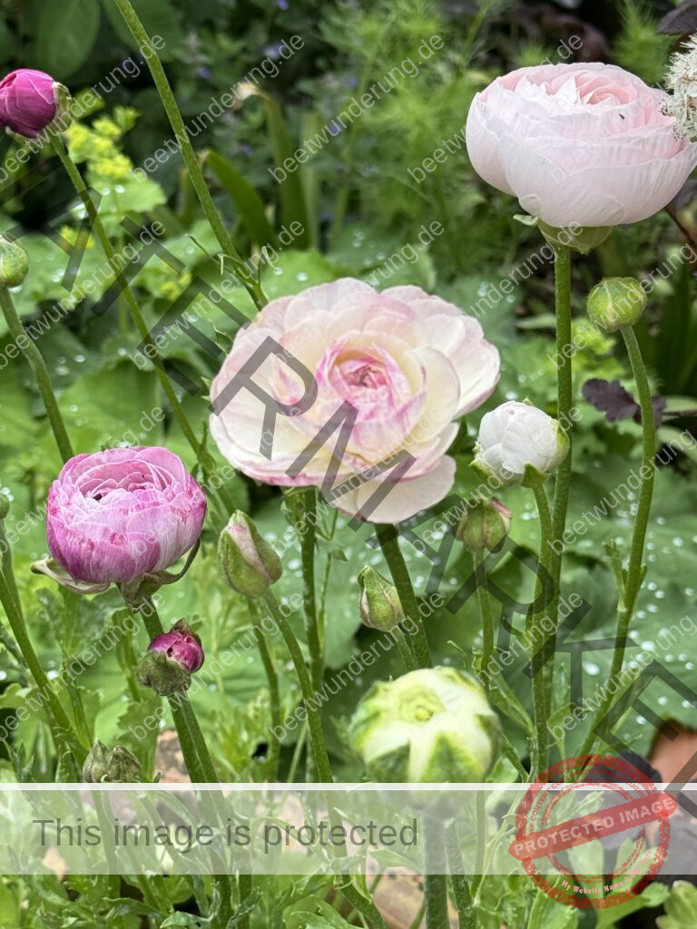Ranunkel
Ranunculus
Anbau
Anzucht
Anpflanzen
Blume
Blüte
Frühling
Knolle
Ranunkelkralle
Blumenstrauß
Slow Flowers
beetwunderung.de
Sven Beck
Garten
Gartenblog
Topfpflanze
Frühlingsblüher
Buch Blüh auf!
EMF Verlag