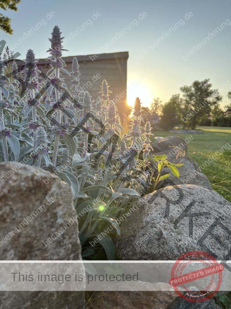 Sitzplatz
Lieblingssitzplatz
beetwunderung.de
terrasse
Gartenstühle
Gartentisch
sven beck
blüh auf!
Gartenbuch