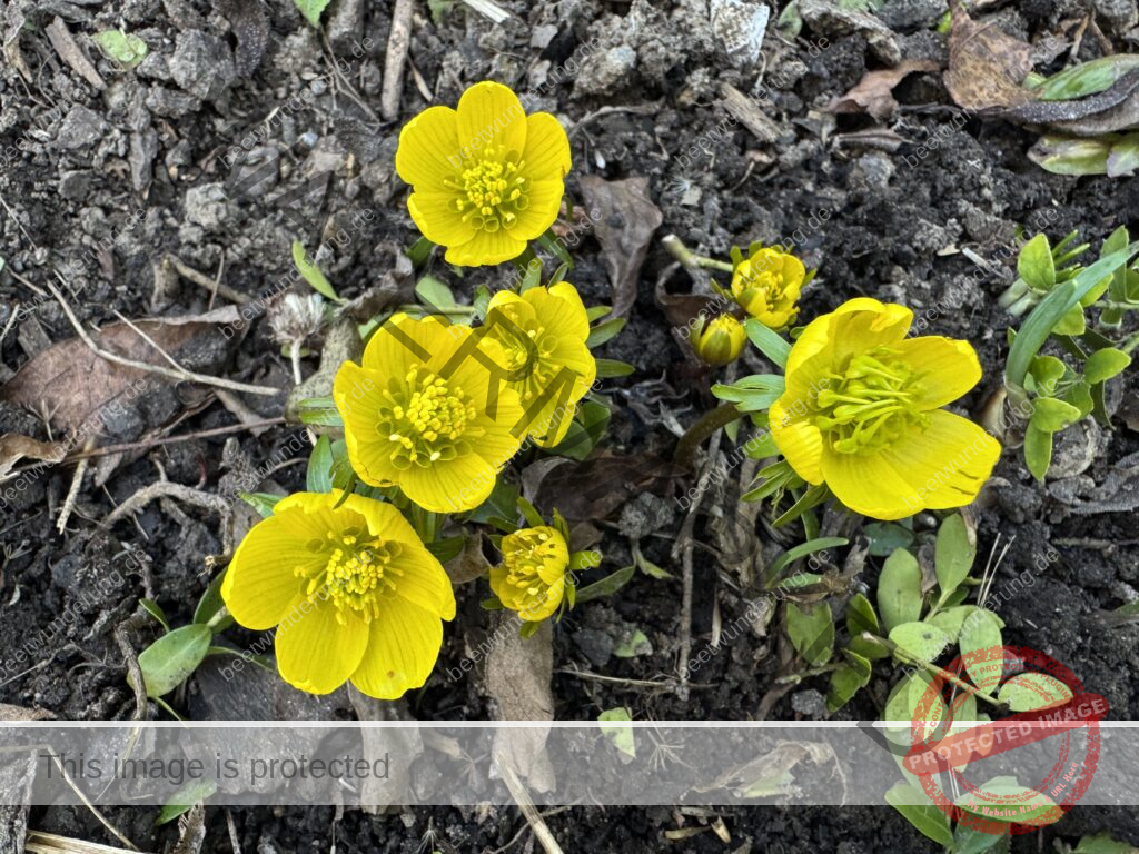 Frühjahrsmesse Stuttgart
Messe Garten
GaLaBau Verband Baden-Württemberg
Horst Mager
Volker Kugel
Sven Beck
beetwunderung.de
Blüh auf! Gartenbuch
Schaugarten
Preis
Preisgekrönter Schaugarten