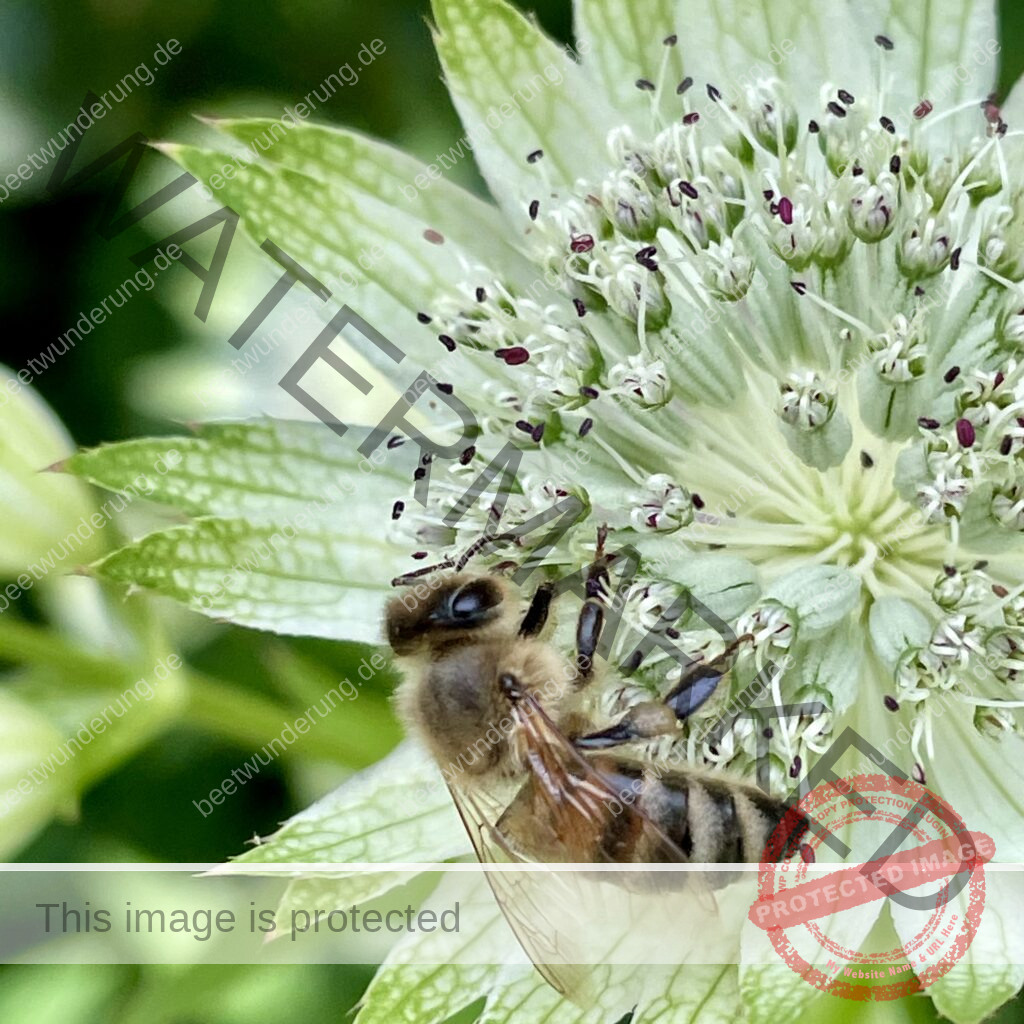 Frühjahrsmesse Stuttgart
Messe Garten
GaLaBau Verband Baden-Württemberg
Horst Mager
Volker Kugel
Sven Beck
beetwunderung.de
Blüh auf! Gartenbuch
Schaugarten
Preis
Preisgekrönter Schaugarten
Biodiversität