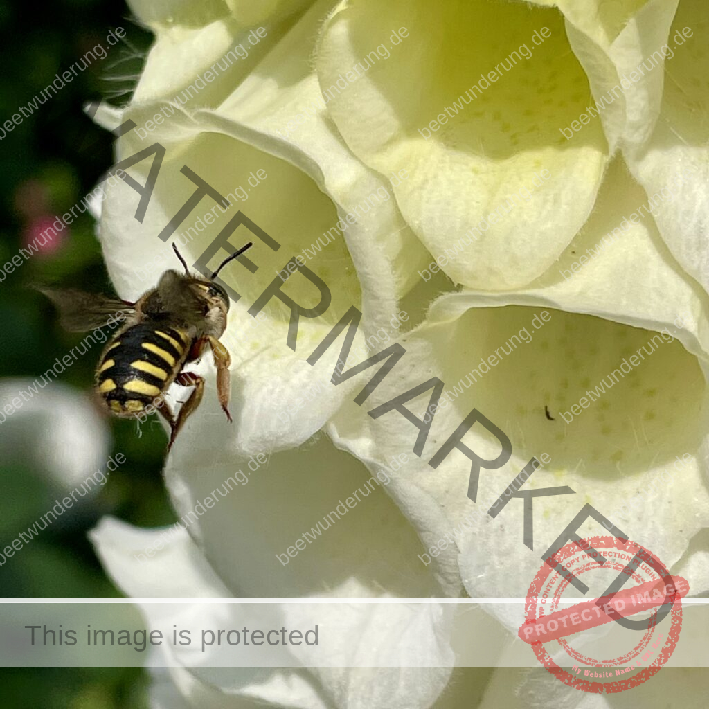 Frühjahrsmesse Stuttgart
Messe Garten
GaLaBau Verband Baden-Württemberg
Horst Mager
Volker Kugel
Sven Beck
beetwunderung.de
Blüh auf! Gartenbuch
Schaugarten
Preis
Preisgekrönter Schaugarten
Biodiversität