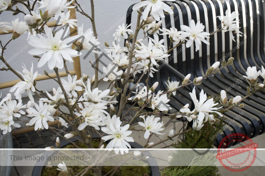 Weißer Garten
beetwunderung.de
Sven Beck
Gartendesign
Gartengestaltung
Beet
Beetgestaltung
Pflanze
Pflanzenauswahl
weiß
Gartenbuch
Blüh auf!
Sternmagnolie
