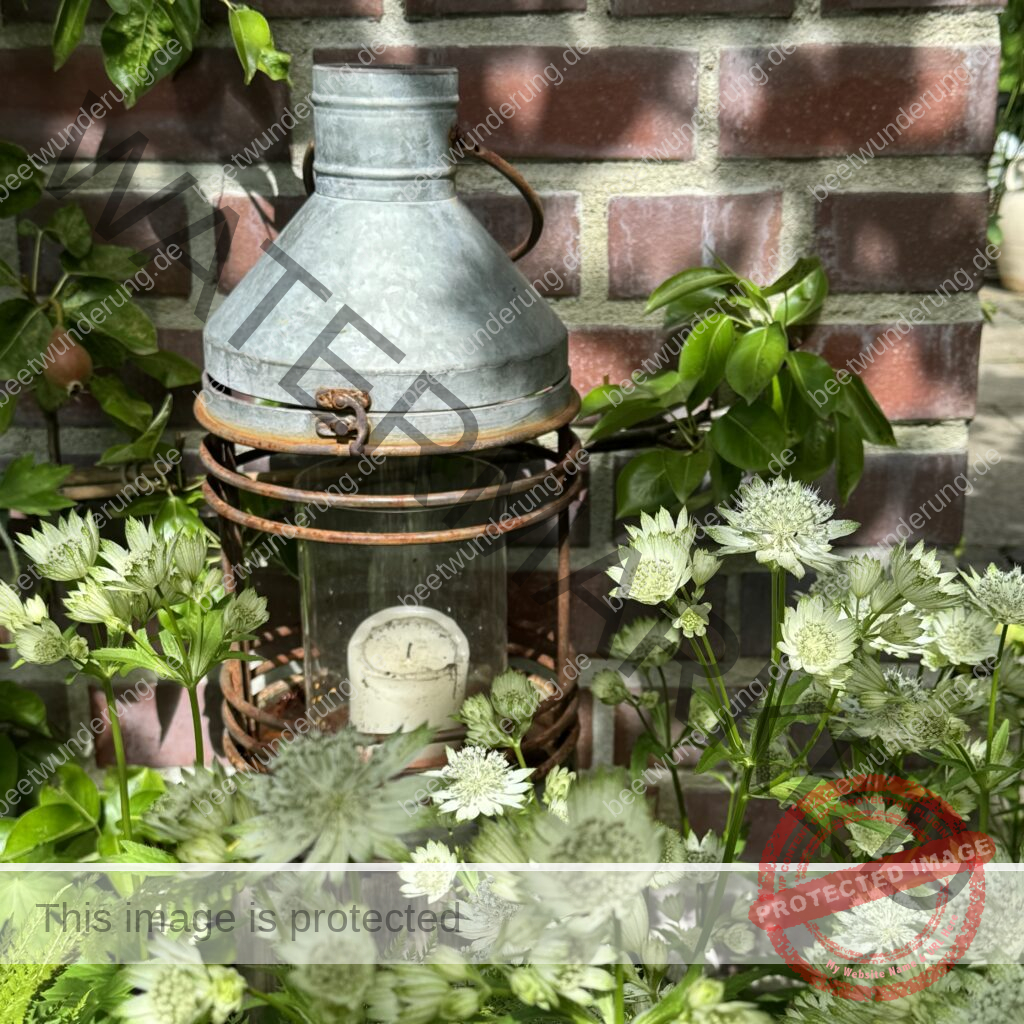Weißer Garten
beetwunderung.de
Sven Beck
Gartendesign
Gartengestaltung
Beet
Beetgestaltung
Pflanze
Pflanzenauswahl
weiß
Gartenbuch
Blüh auf!
Sterndolde
