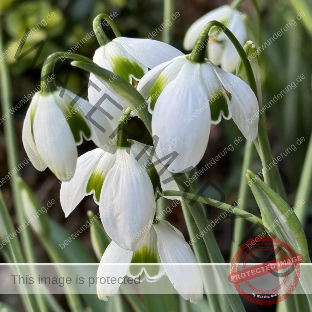 Weißer Garten
beetwunderung.de
Sven Beck
Gartendesign
Gartengestaltung
Beet
Beetgestaltung
Pflanze
Pflanzenauswahl
weiß
Gartenbuch
Blüh auf!
Schneeglöckchen