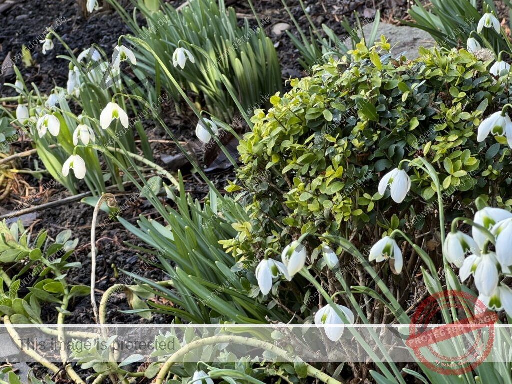 Weißer Garten
beetwunderung.de
Sven Beck
Gartendesign
Gartengestaltung
Beet
Beetgestaltung
Pflanze
Pflanzenauswahl
weiß
Gartenbuch
Blüh auf!
Schneeglöckchen