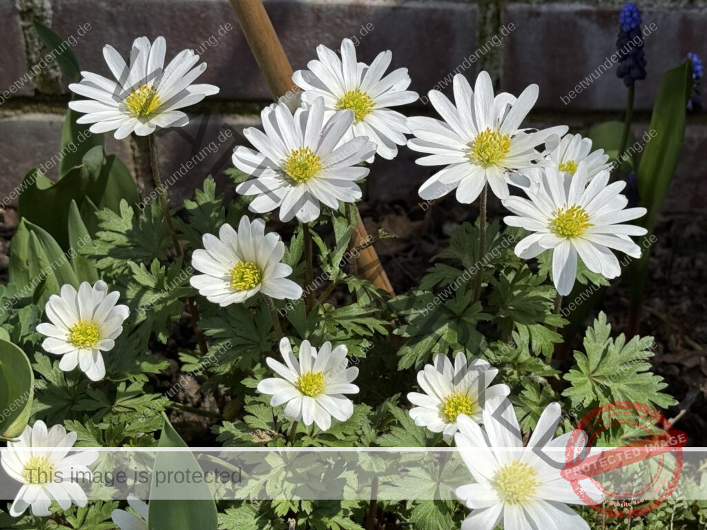 Weißer Garten
beetwunderung.de
Sven Beck
Gartendesign
Gartengestaltung
Beet
Beetgestaltung
Pflanze
Pflanzenauswahl
weiß
Gartenbuch
Blüh auf!
Anemone