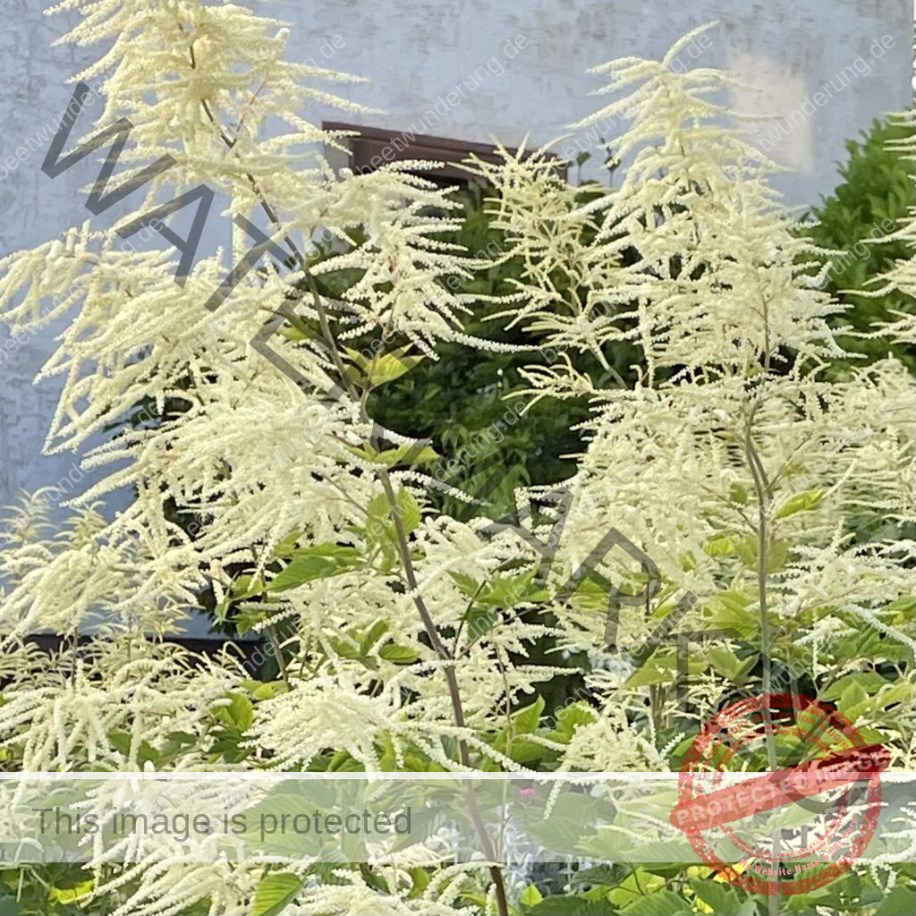 Weißer Garten
beetwunderung.de
Sven Beck
Gartendesign
Gartengestaltung
Beet
Beetgestaltung
Pflanze
Pflanzenauswahl
weiß
Gartenbuch
Blüh auf!
Wald-Geißbart