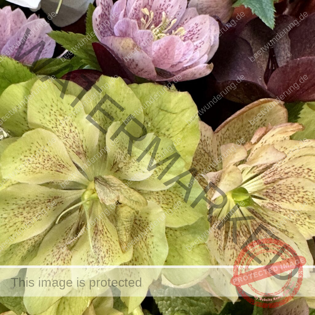 Osterkranz
beetwunderung.de
Sven Beck
Blüh auf
Gartenbuch
Gartenblog
Gartenbuchpreis
Osterdekoration
Ostern
Lenzrose
Narzisse