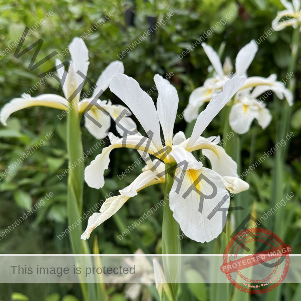 Weißer Garten
beetwunderung.de
Sven Beck
Gartendesign
Gartengestaltung
Beet
Beetgestaltung
Pflanze
Pflanzenauswahl
weiß
Gartenbuch
Blüh auf!
Steppen-Iris